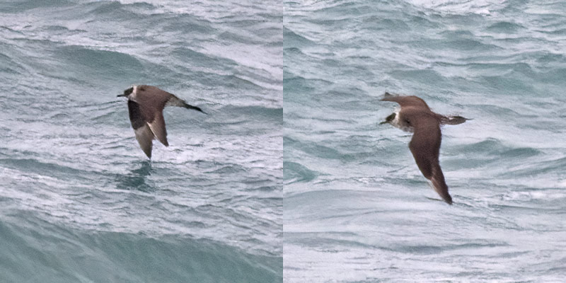 Arctic skua